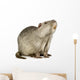 Coypu or Nutria (Myocastor coypus) Wall Decal