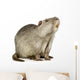 Coypu or Nutria (Myocastor coypus) Wall Decal