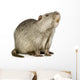 Coypu or Nutria (Myocastor coypus) Wall Decal