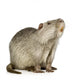 Coypu or Nutria (Myocastor coypus) Wall Decal