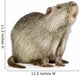 Coypu or Nutria (Myocastor coypus) Wall Decal
