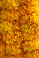 Marigold