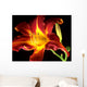 Daylily on black background Wall Mural
