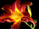 Daylily on black background Wall Mural