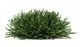 Coral Beauty Bush White Wall Decal
