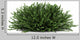 Coral Beauty Bush White Wall Decal