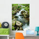 Forest Spring