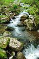 Forest Spring