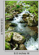 Forest Spring