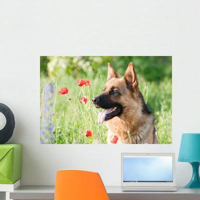 German Sheepdog Portrait Wall Mural shown on a wall