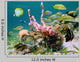 Caribbean Sea Life