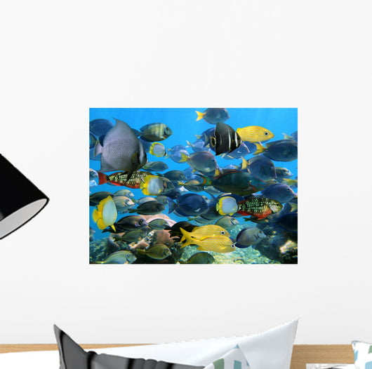 School Fish