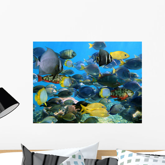 School Fish