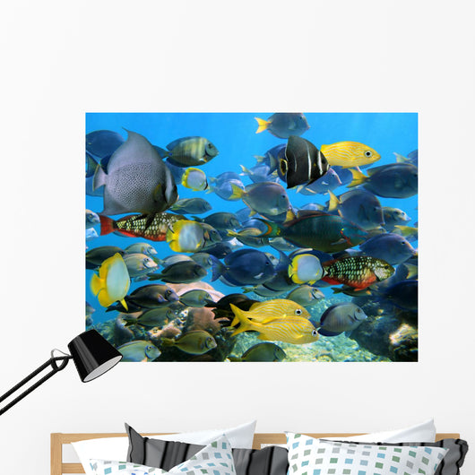 School Fish