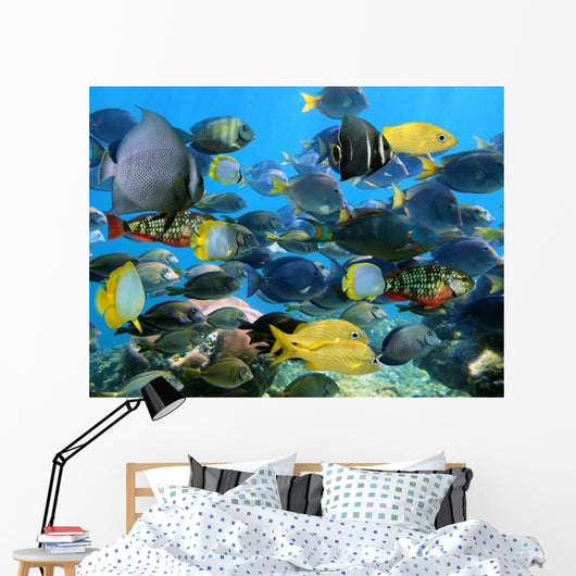 School Fish