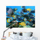 School Fish