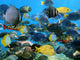School Fish