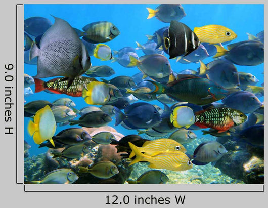 School Fish