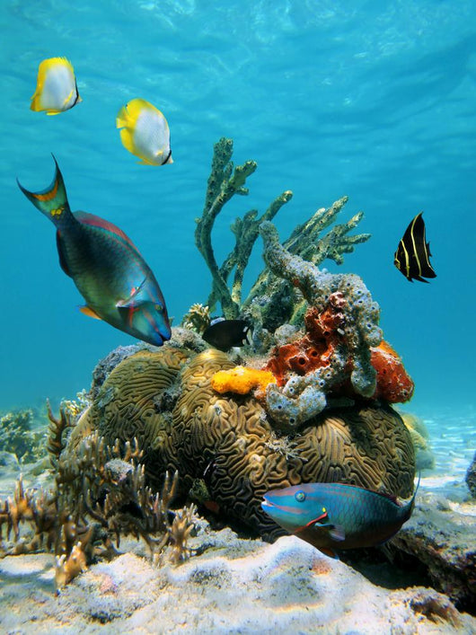 Water Surface and Marine