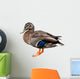 Female Mallard Duck with