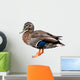 Female Mallard Duck with