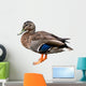 Female Mallard Duck with