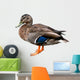 Female Mallard Duck with