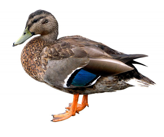 Female Mallard Duck with
