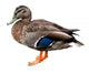 Female Mallard Duck with