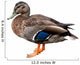 Female Mallard Duck with