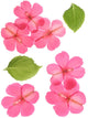 Pink Flowers and Leaves