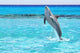 Dolphin jumping in the Caribbean Sea of Mexico Wall Mural