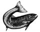 Highly Detailed Sketch Salmon