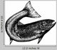Highly Detailed Sketch Salmon
