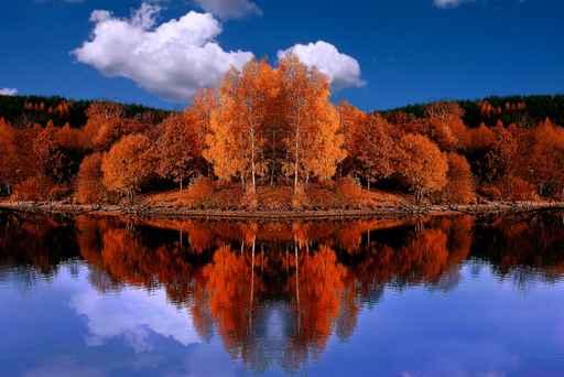 Mirrored Autumn Forest Wall Decal