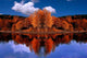 Mirrored Autumn Forest Wall Decal