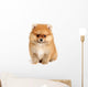 spitz dog Wall Mural