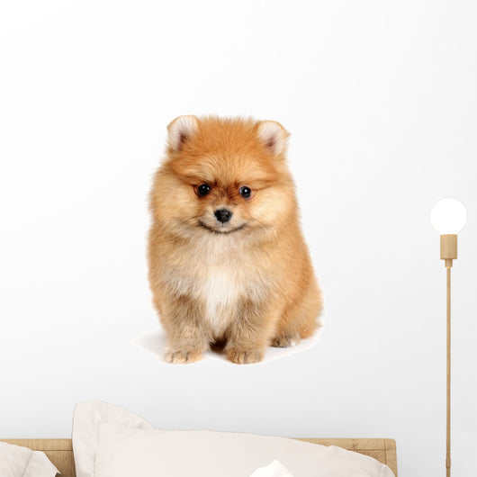 spitz dog Wall Mural