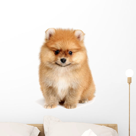 spitz dog Wall Mural