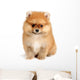 spitz dog Wall Mural