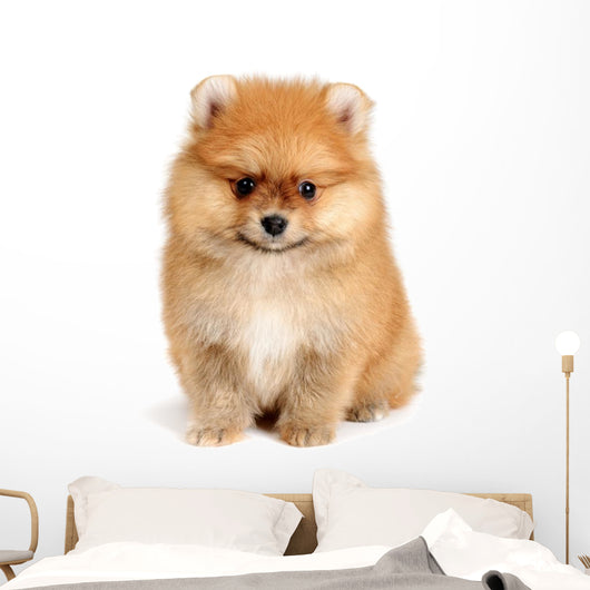 spitz dog Wall Mural