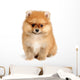 spitz dog Wall Mural