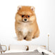 spitz dog Wall Mural