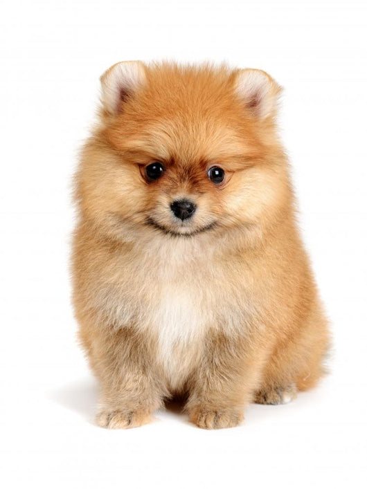 spitz dog Wall Mural