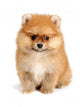 spitz dog Wall Mural
