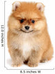 spitz dog Wall Mural