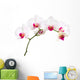 Orchid Wall Decal