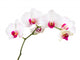 Orchid Wall Decal