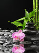 Orchid