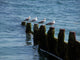 Four Seagulls Breakwater